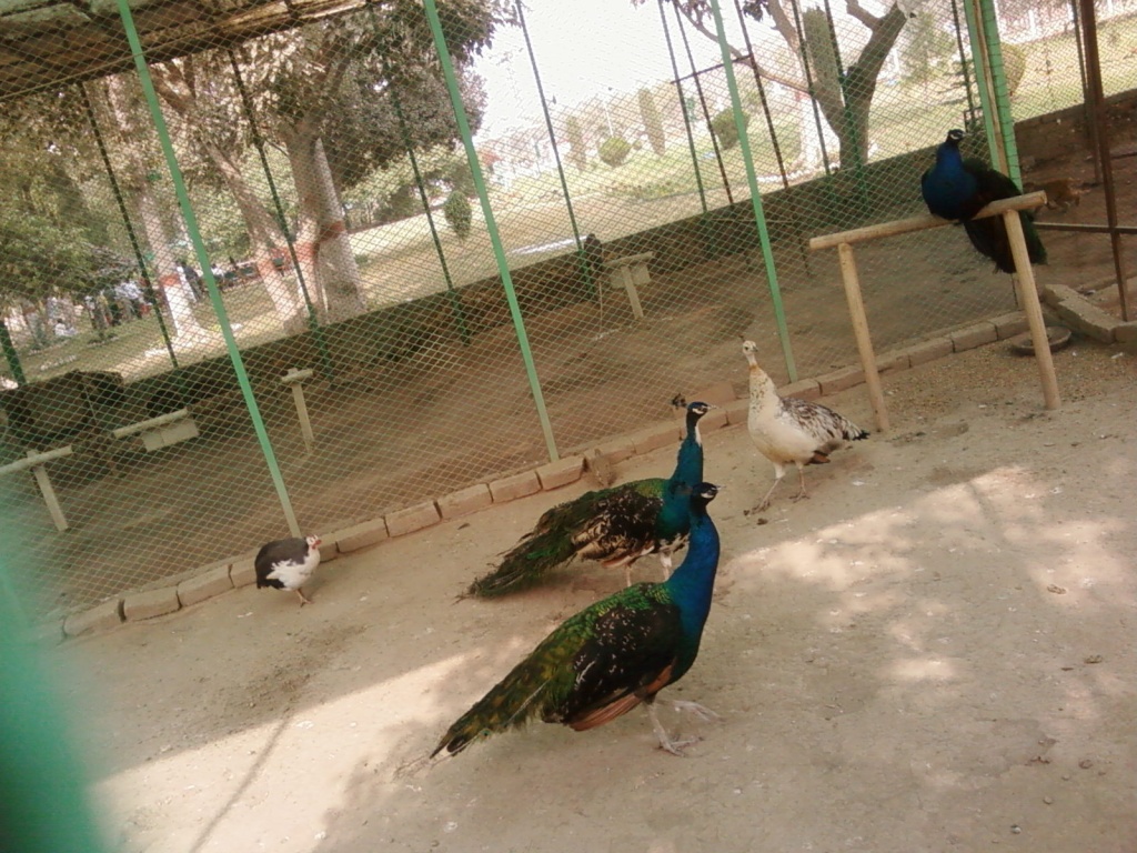 Mooryan di Jooori.. Peacocks...