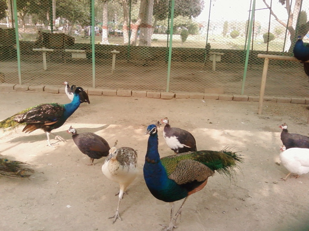 Birds  from the BZU Bio Park...