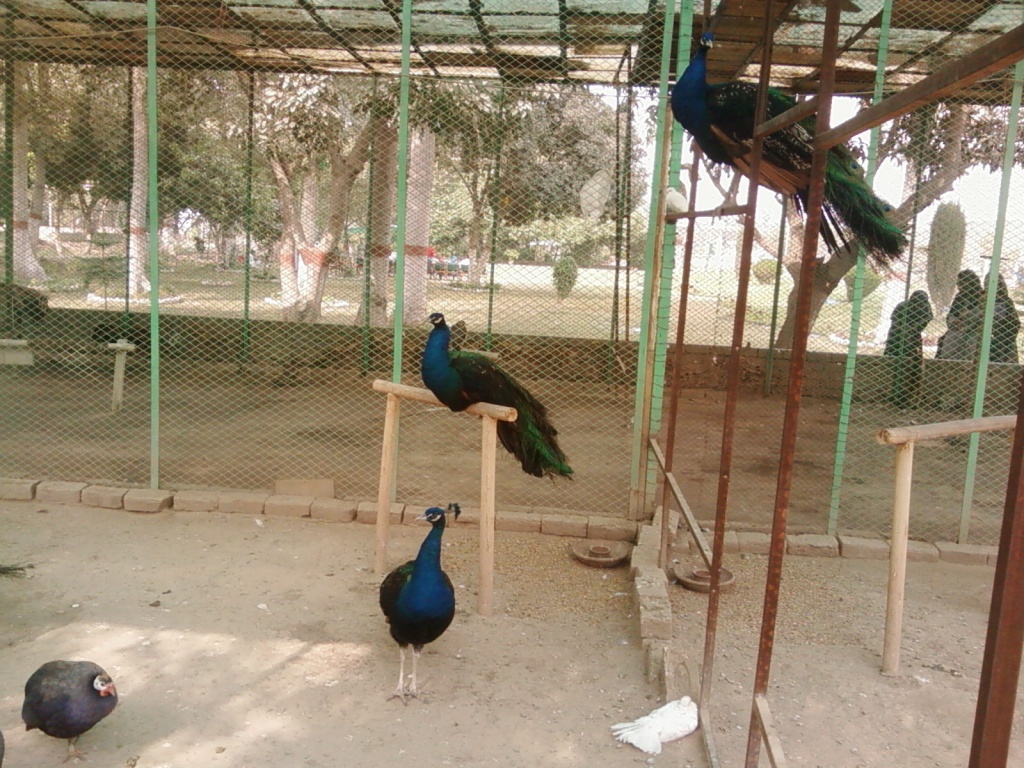 Some beautiful birds