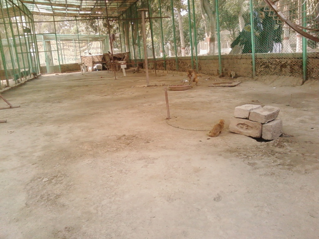 Yeh konsa Animal hay?