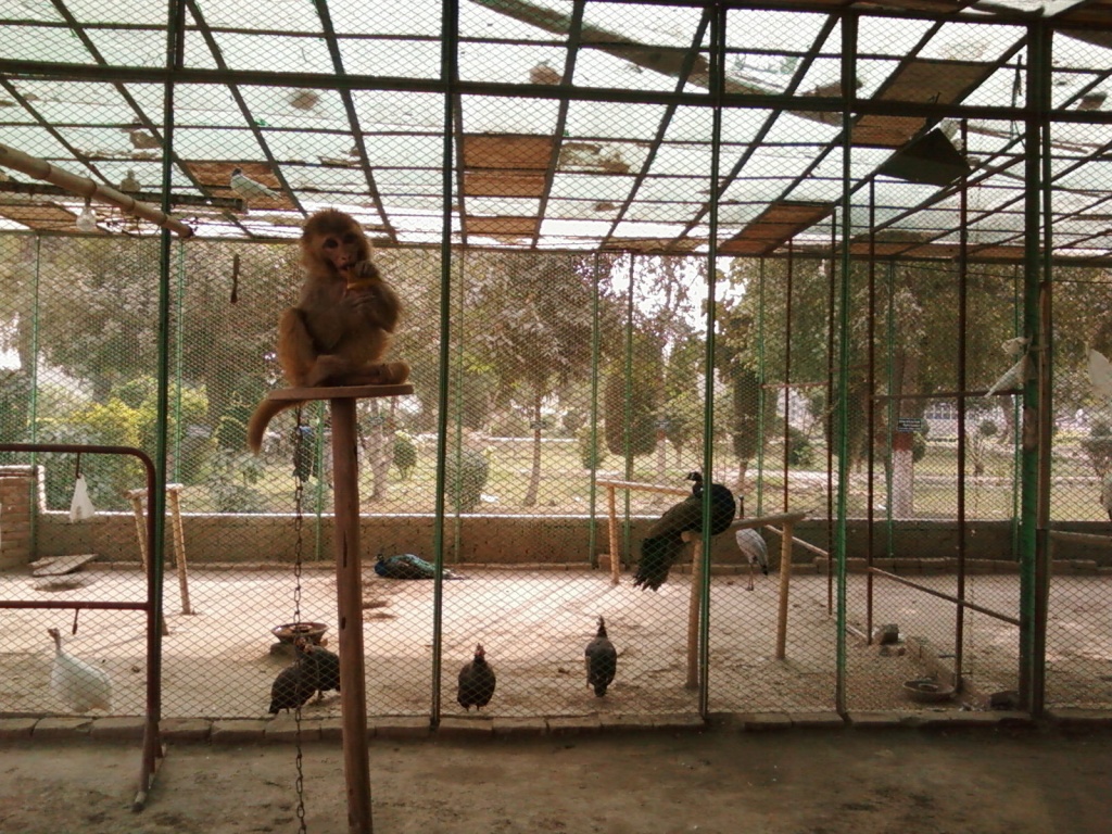 Wow.. Monkey.. wat are you doing?