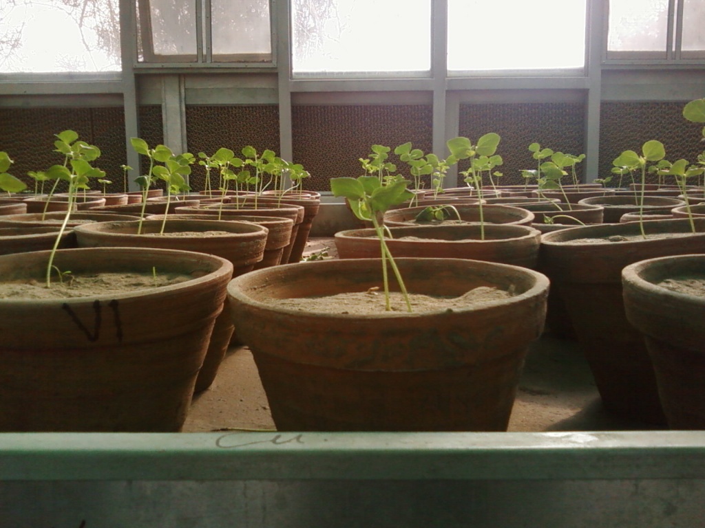 Green house and some little plantss