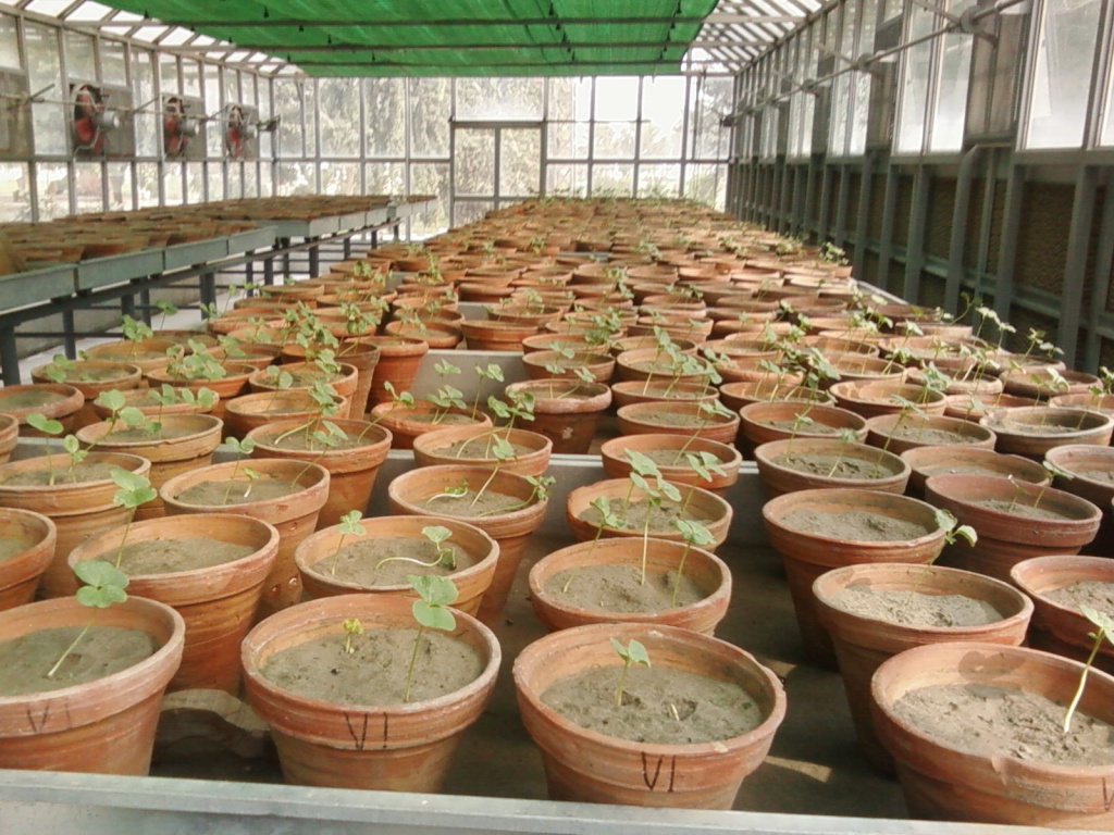 Inside the Green house