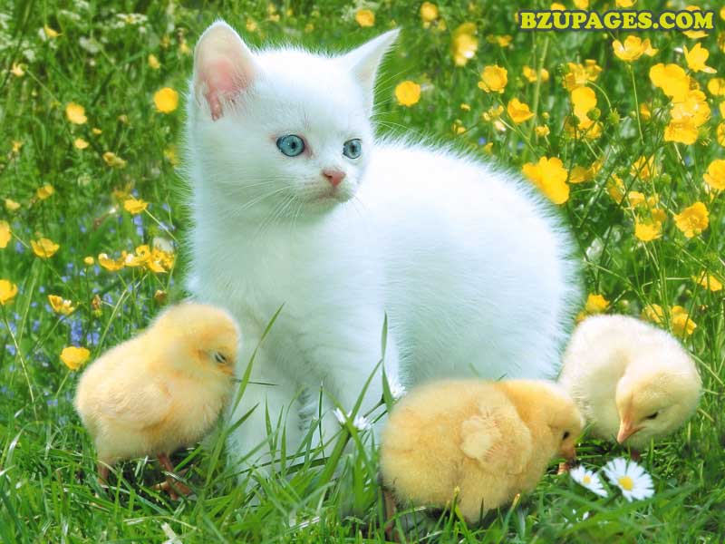 cat 5 wallpaper  800x600