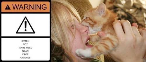 Crazy pictures Cat , should be away from your hand