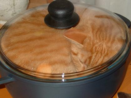 Cute Cats with comments (9)