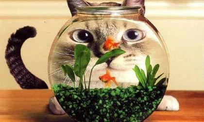 Cute Cats with comments (14)