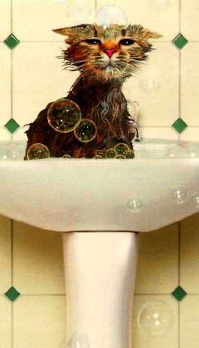 Cute Cats with comments (21)