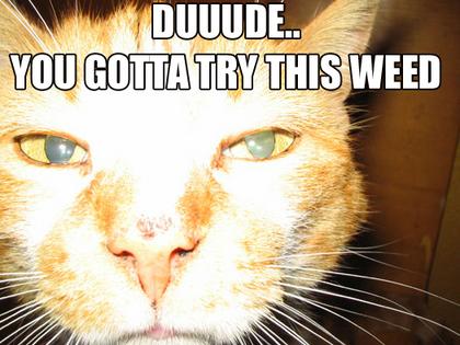 Cute Cats with comments (27)