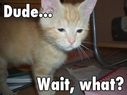 Cute Cats with comments (33)