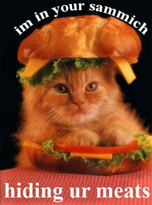 Cute Cats with comments (37)