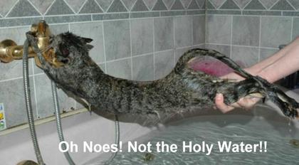 Cute Cats with comments (56)