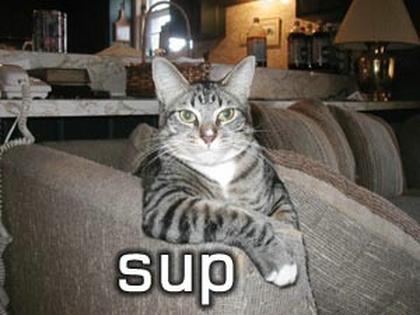 Cute Cats with comments (58)