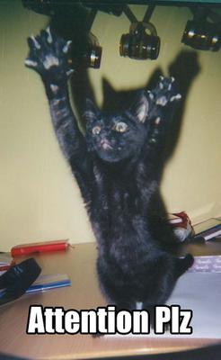 Cute Cats with comments (75)