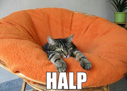 Cute Cats with comments (80)