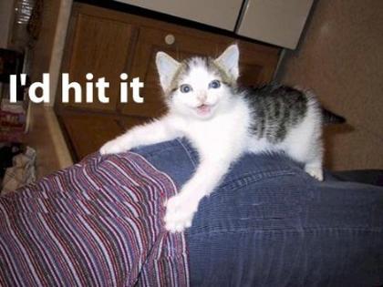 Cute Cats with comments (88)