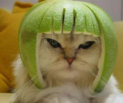 Cute Cats with comments (98)