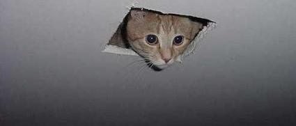 Cute Cats with comments (99)