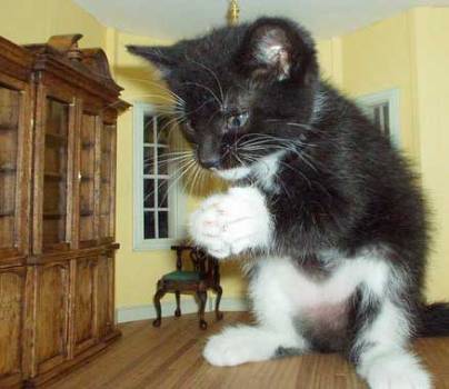 Cute Cats with comments (101)