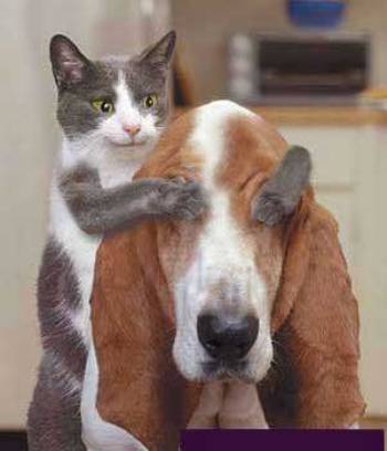 Cute Cats with comments (102)