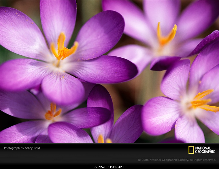 purple violet gold 730084 sw