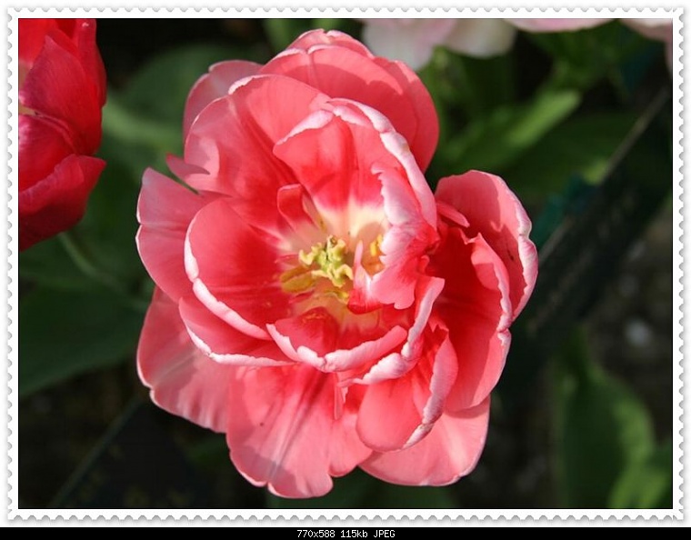 Tulips%20Pictures%20%282%29