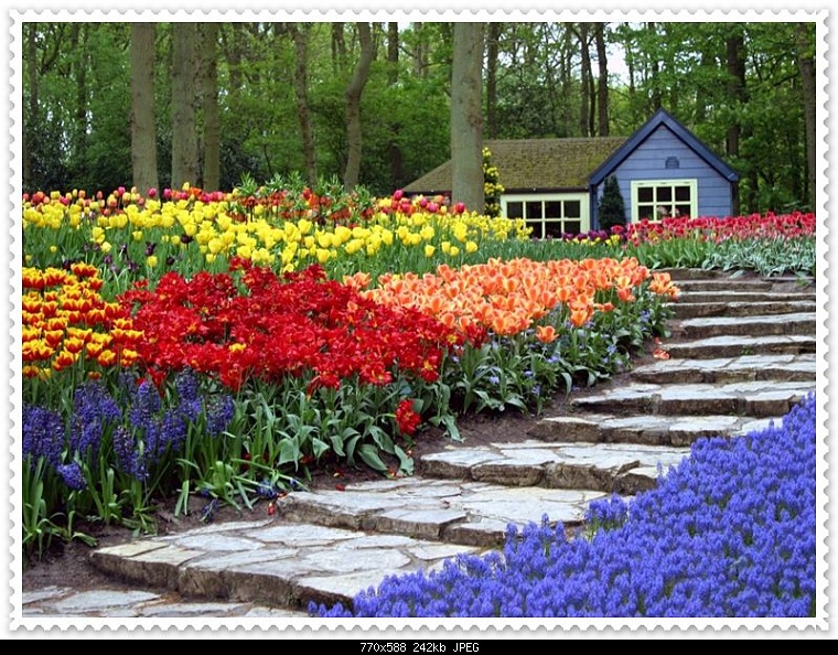 Tulips%20Pictures%20%283%29