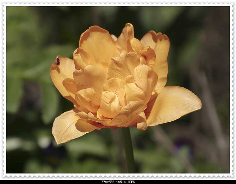 Tulips%20Pictures%20%284%29