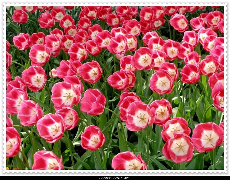 Tulips%20Pictures%20%285%29