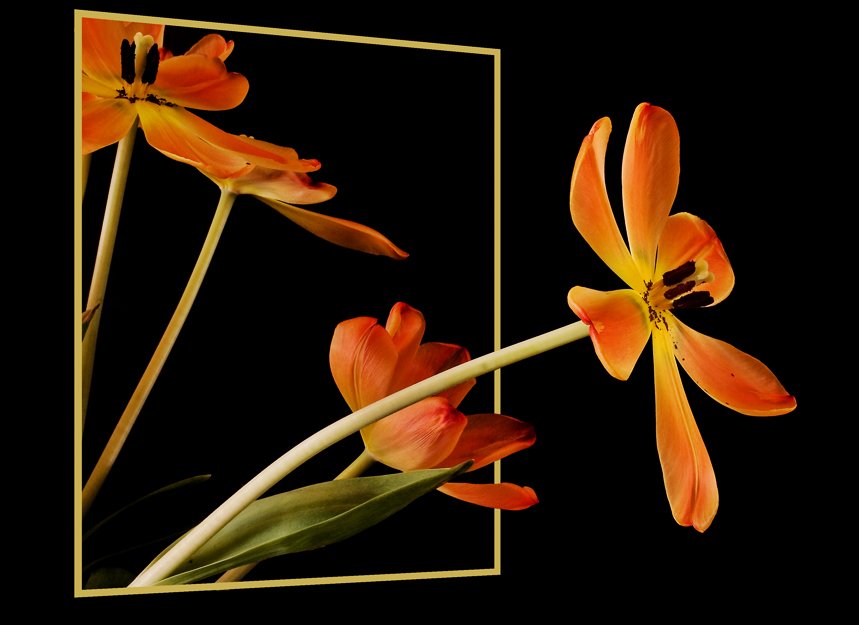 escapingtulipsbyerniele