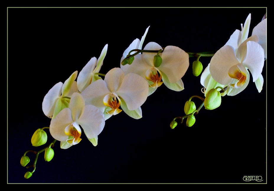 moonorchidiiibyernieleo