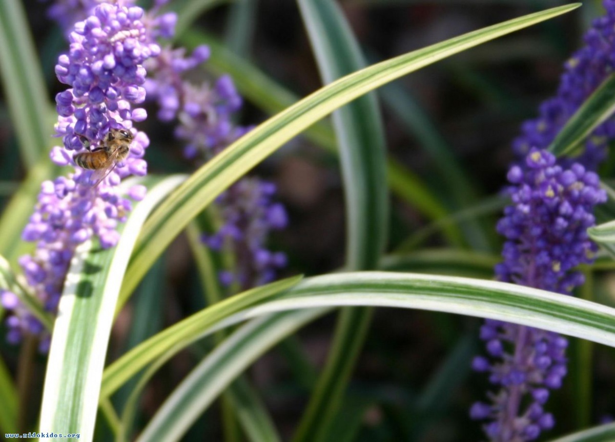 67356 bee on purple flower 1