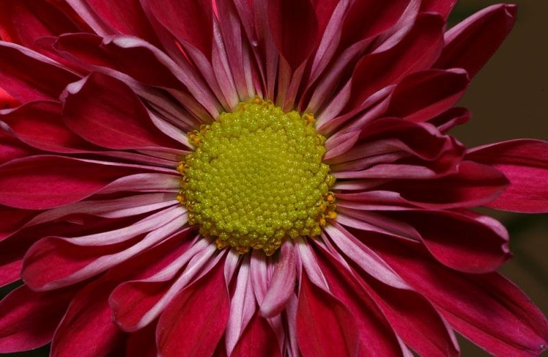 17790393flower08111f064