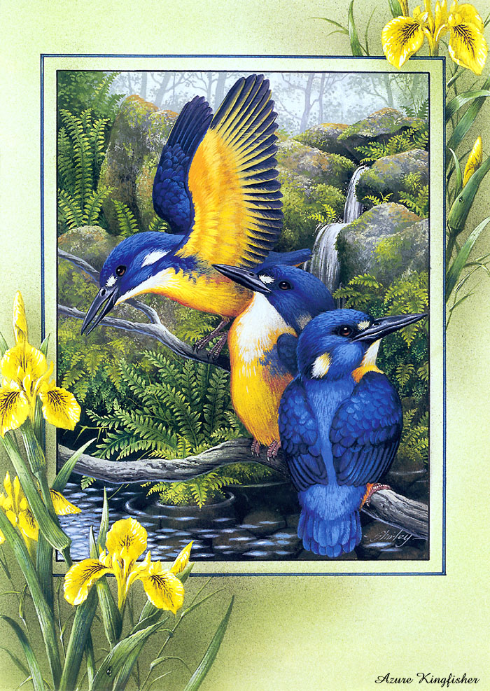 paustralianbirdscal2003gk4