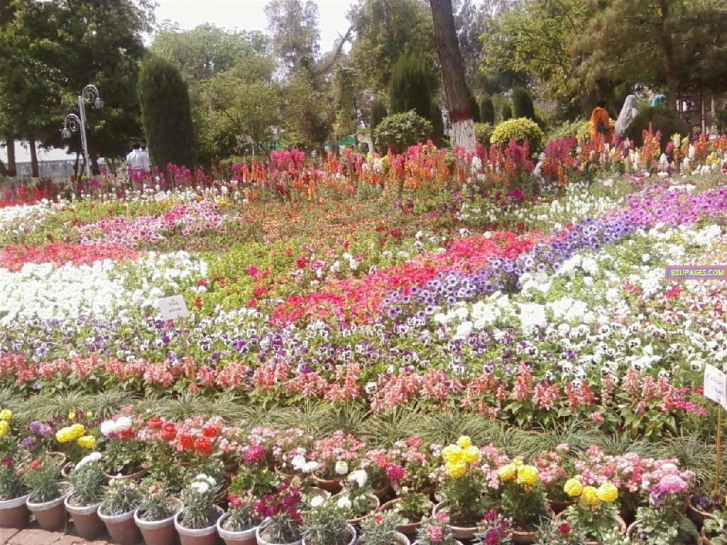 BZU Flower Exhibition 5