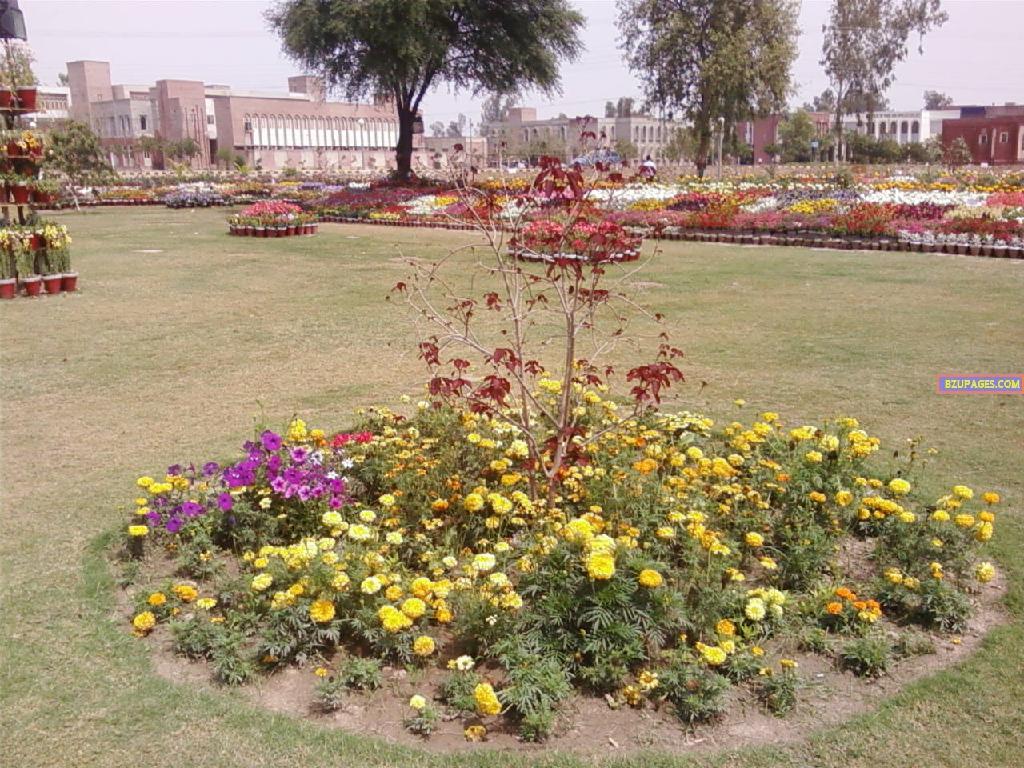 BZU Flower Exhibition 7