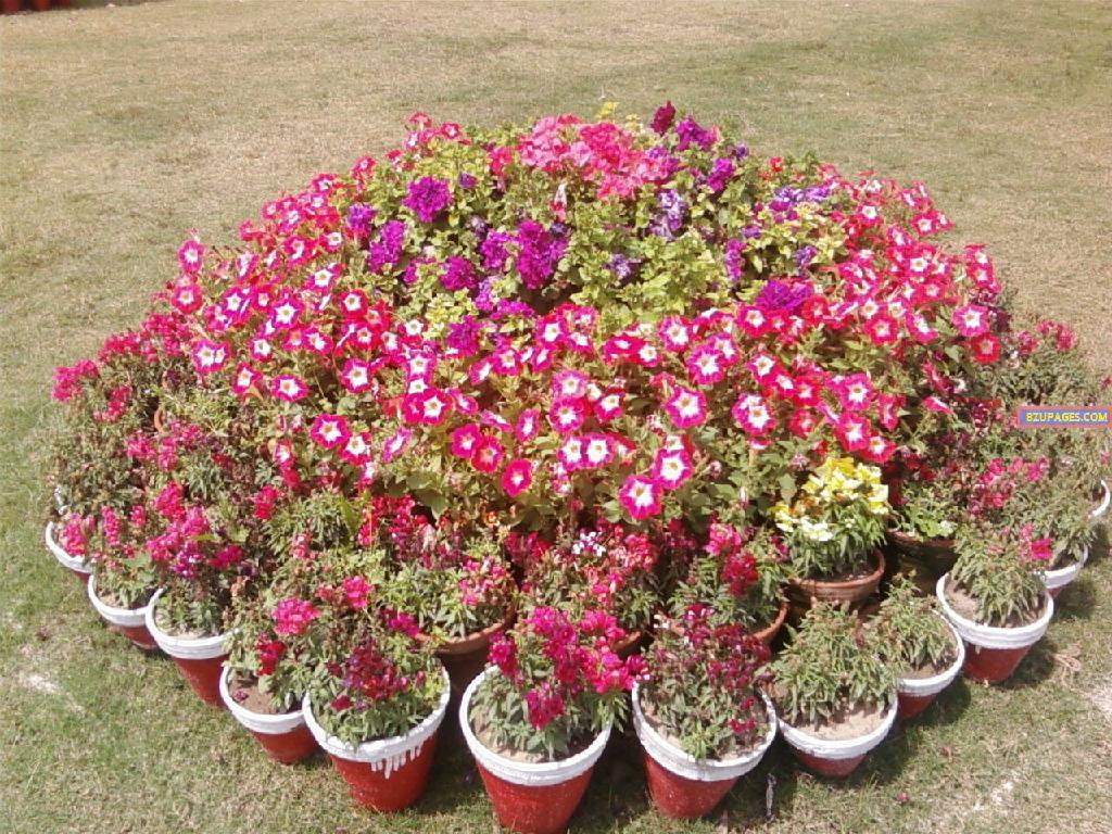 BZU Flower Exhibition 10