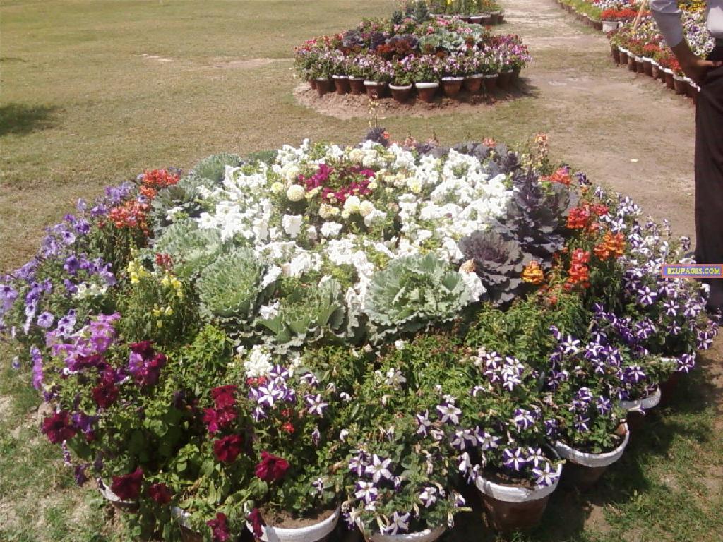 BZU Flower Exhibition 13