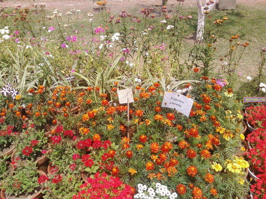 BZU Flower Exhibition 14