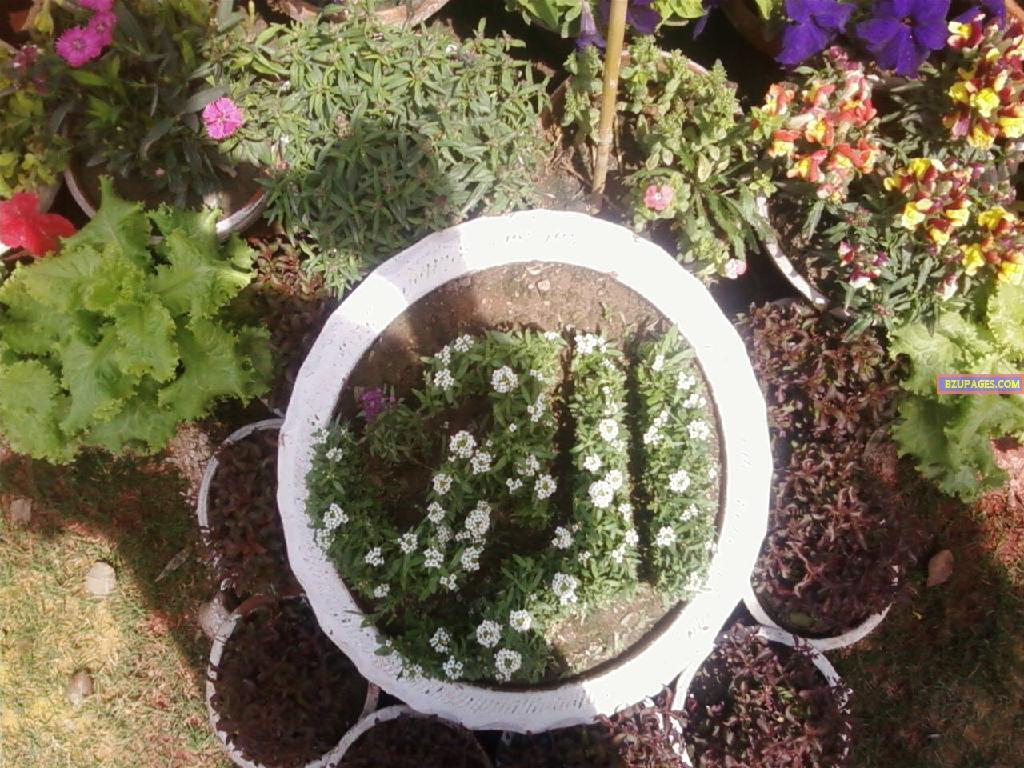 BZU Flower Exhibition 16