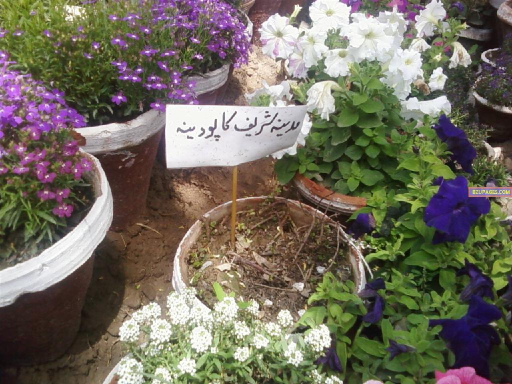 BZU Flower Exhibition 17