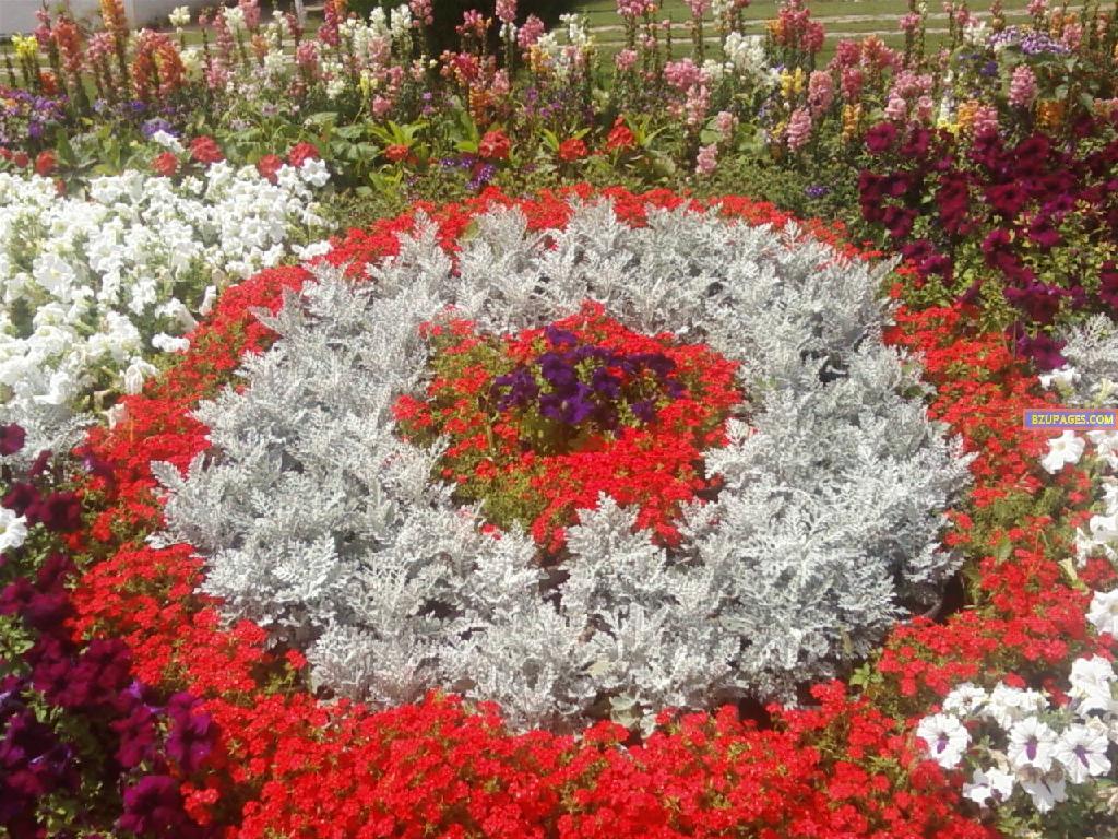 BZU Flower Exhibition 19