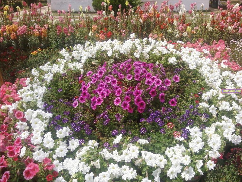 BZU Flower Exhibition 22